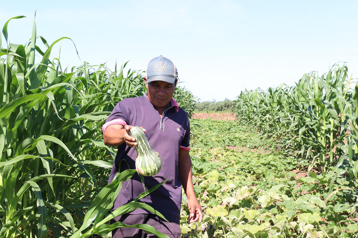 Roçados e quintais produtivos fortalecem a alimentação das famílias Avá Guarani no oeste do Paraná 1 2