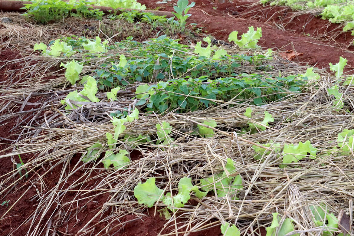 Roçados e quintais produtivos fortalecem a alimentação das famílias Avá Guarani no oeste do Paraná 2 3