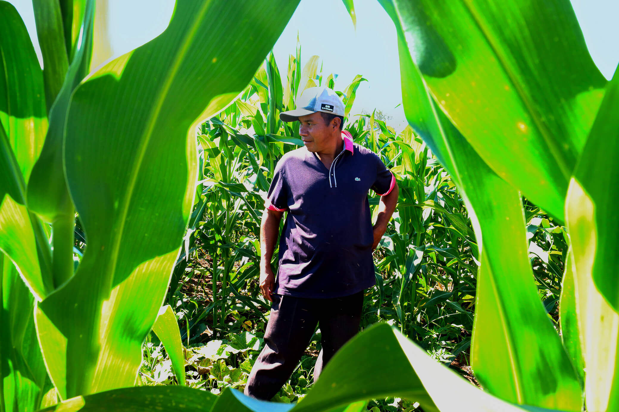 Projeto OPANÁ: Chão Indígena conclui primeira etapa e abre novo ciclo de fortalecimento das comunidades Guarani do Paraná 9 Foto: Fabio Conterno/FLD